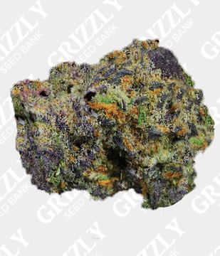 RUNTZ MUFFIN™ Feminized Seeds by Barney's Farm