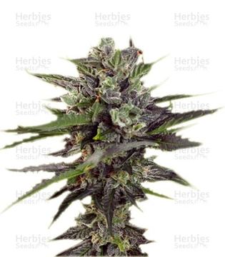 Auto Blueberry Seeds (Dutch Passion) by Dutch Passion