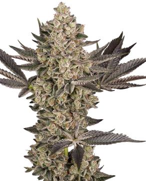 Tropical Butter Sauce Automatic Seeds seed price history
