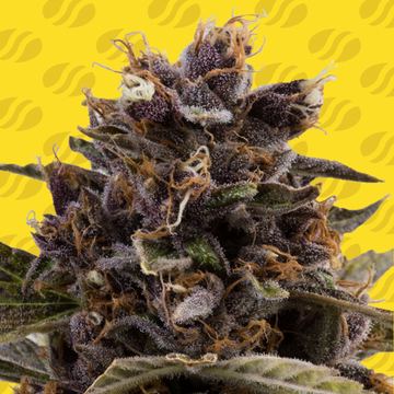 Black Dog Auto Weed Strain seed price history