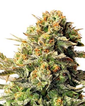 Wedding Cake seed price history