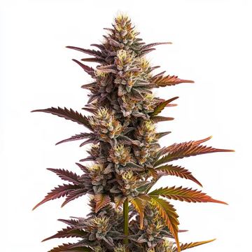 Purple Bubba Kush seed price history