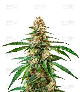 Pineapple Express seed price history