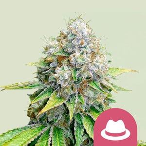OG Kush Feminized by Royal Queen Seeds