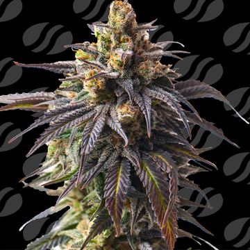 Auto Velvet Drip Weed Strain seed price history