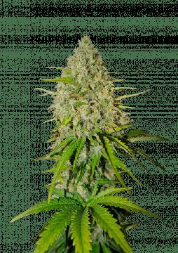 Grapefruit Auto by Fast Buds