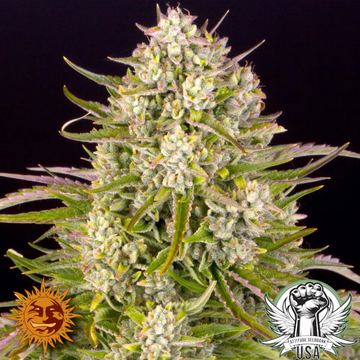 Wedding Cake AUTO Seeds by Barney's Farm - Attitude SeedBank USA by Barney's Farm