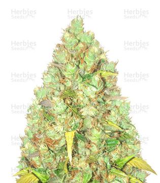 Critical XXL Seeds (Herbies Seeds) seed price history