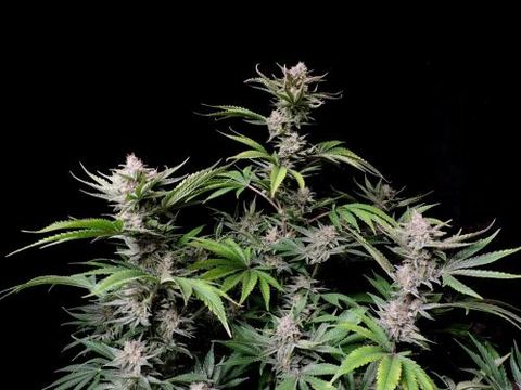 Cherry Cola Auto - 5 pack - Feminised - Fast Buds Seeds by Fast Buds