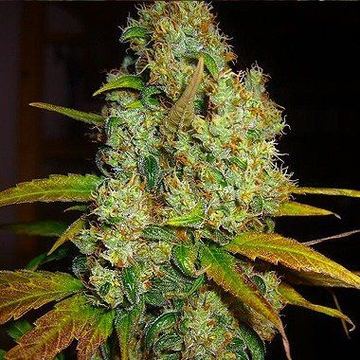 Power Plant Feminized by Dutch Passion