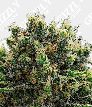 White Runtz Feminized by Anesia Seeds