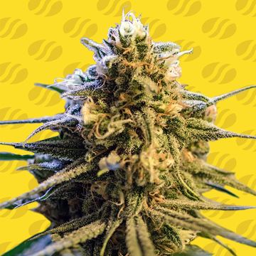 Lemon Oasis Auto Weed Strain seed price history