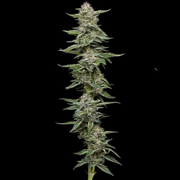 Garlic Budder Feminized by Humboldt Seed Company
