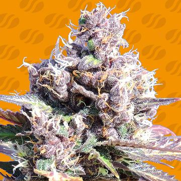 Gelato Weed Strain seed price history