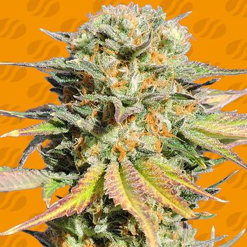 Bruce Banner 3 Weed Strain seed price history