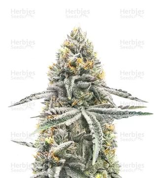 Lemon Jack Seeds (Seedkeepers) seed price history