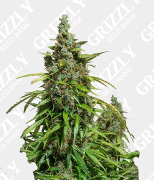 Auto Mazar by Dutch Passion