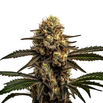 Apple Fritter seed price history