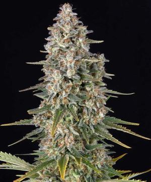 Pineapple Chunk - Feminised - 5 pack - Feminised - Barney's Farm by Barney's Farm