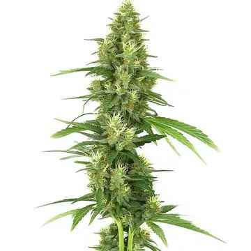 Big Bud seed price history