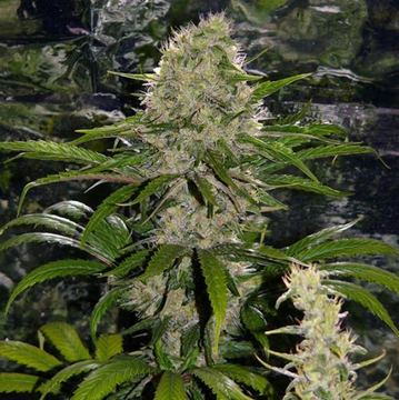 Critical Mass Regular by Mr. Nice Seeds