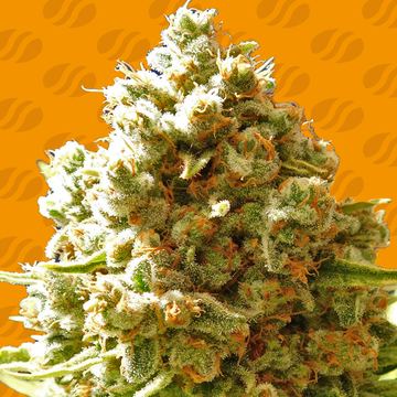 Pure Kush Weed Strain seed price history