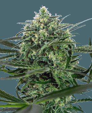 Sensi Amnesia Feminized Seeds seed price history