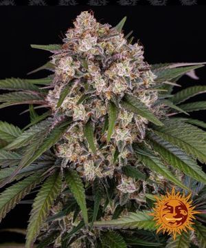 OG Kush Auto - 5 pack - Feminised - Barney's Farm by Barney's Farm
