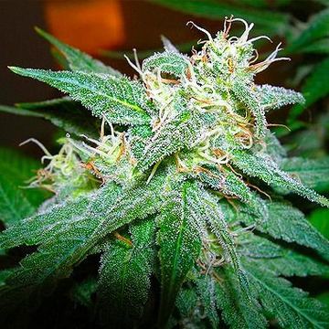 Aurora Indica Feminized by Nirvana Seeds