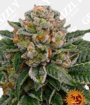 Skywalker OG Auto by Barney's Farm