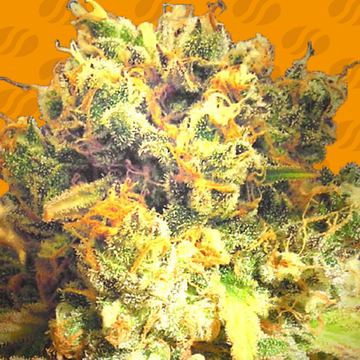 Dr Bruce Banner CBD Weed Strain seed price history