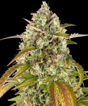 Pineapple Express Auto - 5 pack - Feminised - Barney's Farm by Barney's Farm