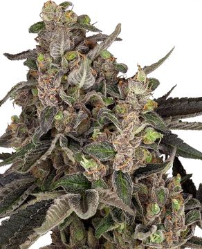 Bahama Mama Automatic seed price history