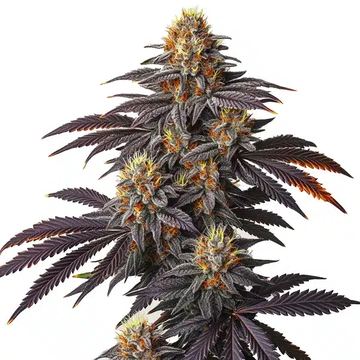 Blueberry Badazz seed price history