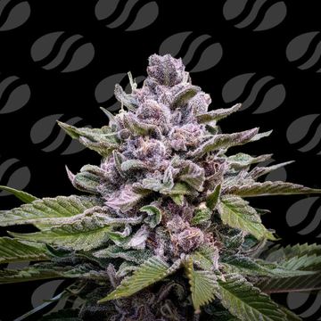 Zoapaya Auto  Weed Strain seed price history