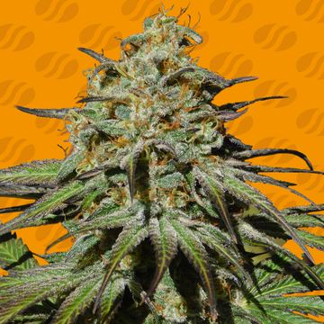Jealousy Weed Strain seed price history