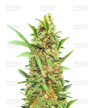 Dozy Cake Seeds (AlphaFem Seeds) seed price history