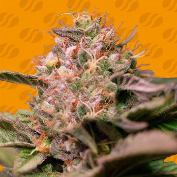 Trop Cherry Weed Strain seed price history