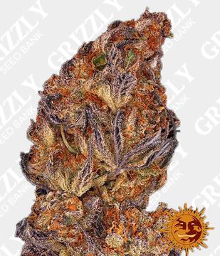RUNTZ AUTO™ Seeds by Barney's Farm