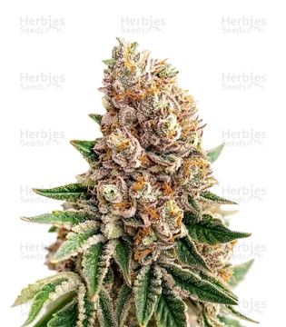Strawberry Lemonade seed price history