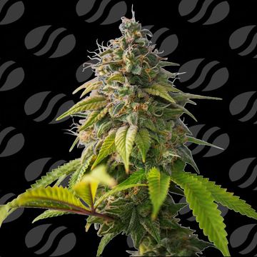 Orange Biscuit  Weed Strain seed price history