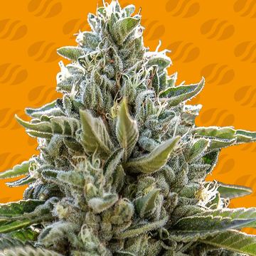 Frosted Guava Weed Strain seed price history