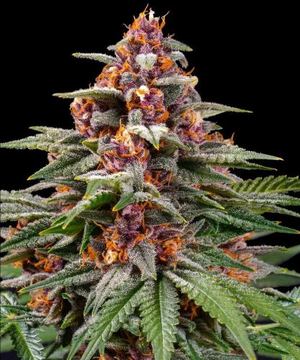 Runtz Auto by Barney's Farm