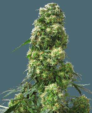Early Skunk Feminized Seeds seed price history