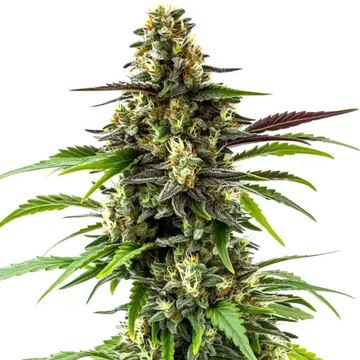 Black Jack seed price history