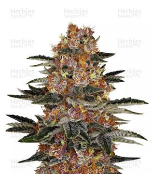 Purple Punch Auto Seeds by Barney's Farm