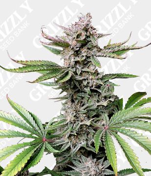 Cherry Cola Auto Seeds by Fast Buds