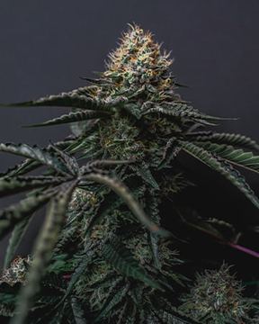 Critical Kush seed price history
