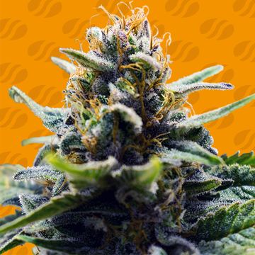 Blue Zenith Weed Strain seed price history