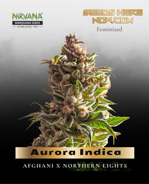 Aurora Indica (Feminized) – Nirvana Seeds by Nirvana Seeds
